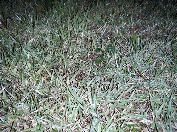 기상청이 18일 경기도 수원의 수도권기상청에서 촬영한 첫서리 모습. 2021.10.18  기상청 제공