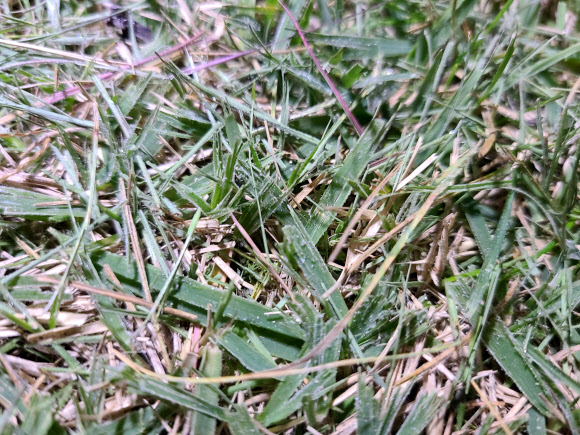 기상청이 18일 서울관측소에서 촬영한 첫서리 모습. 2021.10.18  기상청 제공