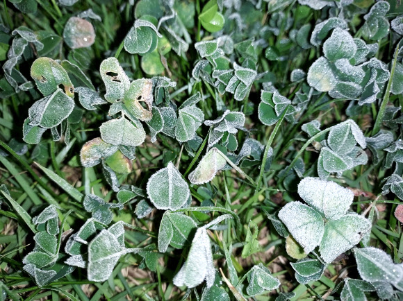 기상청이 18일 경기도 수원의 수도권기상청에서 촬영한 첫서리 모습. 2021.10.18  기상청 제공