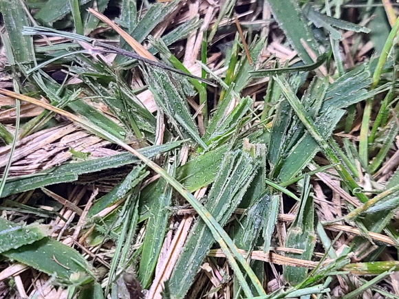 기상청이 18일 서울관측소에서 촬영한 첫서리 모습. 2021.10.18  기상청 제공