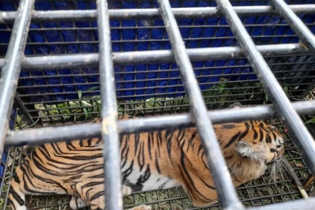 수마트라섬 주민 2명을 죽이고, 1명을 다치게 한 암컷 호랑이가 덫에 생포된 모습. 연합뉴스