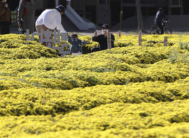18일 오후 울산 태화강 국가정원 초화단지를 찾은 시민들이 활짝 핀 노란 국화를 감상하며 가을 분위기를 즐기고 있다. 2021.10.18 뉴스1