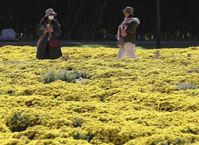 18일 오후 울산 태화강 국가정원 초화단지를 찾은 시민들이 활짝 핀 노란 국화를 감상하며 가을 분위기를 즐기고 있다. 2021.10.18 뉴스1