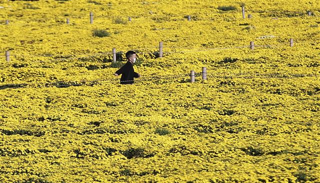 18일 오후 울산 태화강 국가정원 초화단지를 찾은 한 어린이가 활짝 핀 노란 국화 사이로 지나가고 있다. 2021.10.18 뉴스1