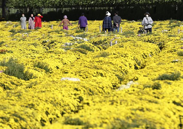 18일 오후 울산 태화강 국가정원 초화단지를 찾은 시민들이 활짝 핀 노란 국화를 감상하며 가을 분위기를 즐기고 있다. 2021.10.18 뉴스1