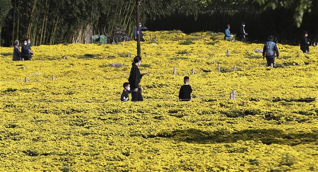 18일 오후 울산 태화강 국가정원 초화단지를 찾은 시민들이 활짝 핀 노란 국화를 감상하며 가을 분위기를 즐기고 있다. 2021.10.18 뉴스1