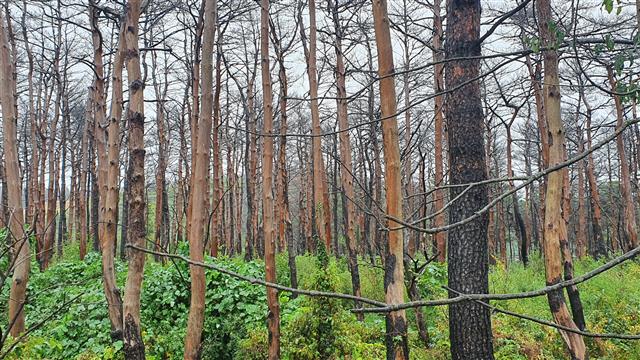 지난 2019년 고성·속초 산불의 피해를 입은 나무들이 껍질이 벗겨저 매끈한 심만 남아 있는 모습. 이를 ‘불 먹었다’고 표현한다. 고성 손지민 기자 sjm@seoul.co.kr