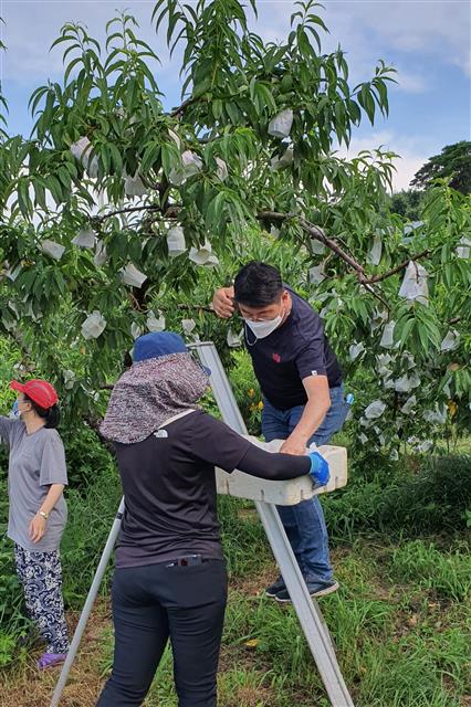 롯데마트 로컬 상품기획자(MD)가 충북 음성 산지 복숭아 농가에서 과일을 직접 확인하고 있다. 롯데마트 제공
