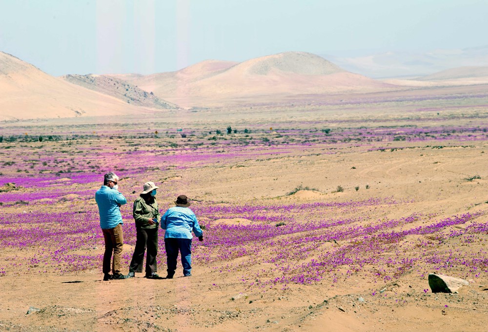 꽃이 만발한 칠레의 아타카마 사막의 모습. 사진=AFP 연합뉴스
