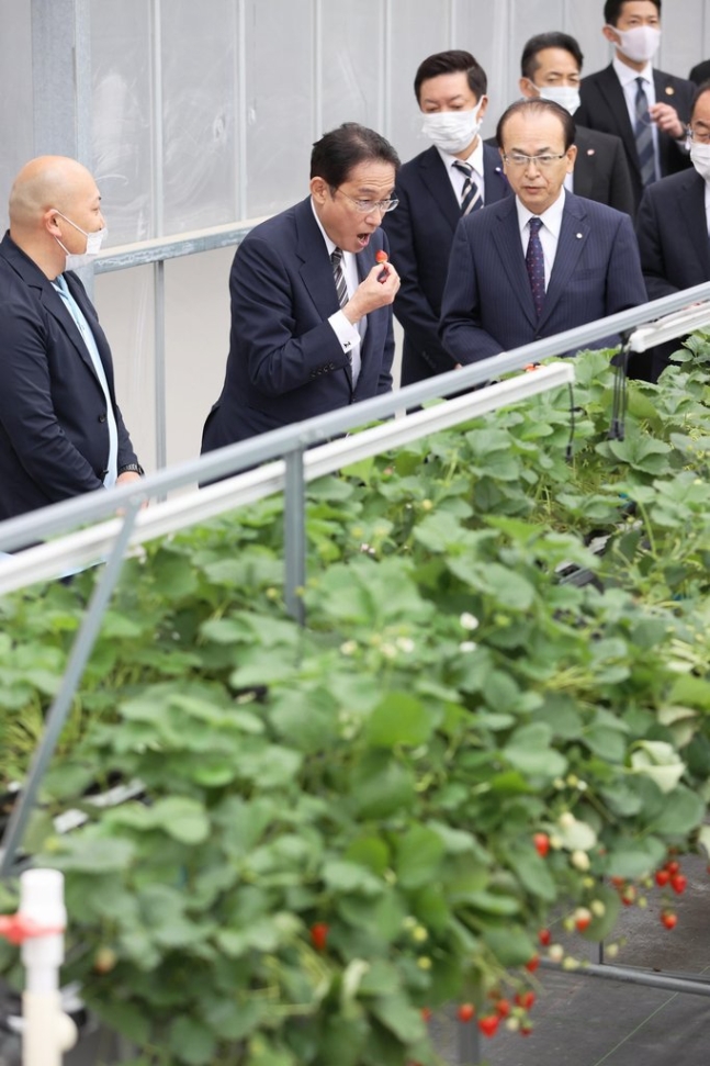 기시다 후미오 일본 총리가 현지시간으로 17일 후쿠시마 제1원자력발전소를 시찰한 뒤, 후쿠시마의 한 딸기 농장에서 직접 딸기를 맛보고 있다. 연합뉴스