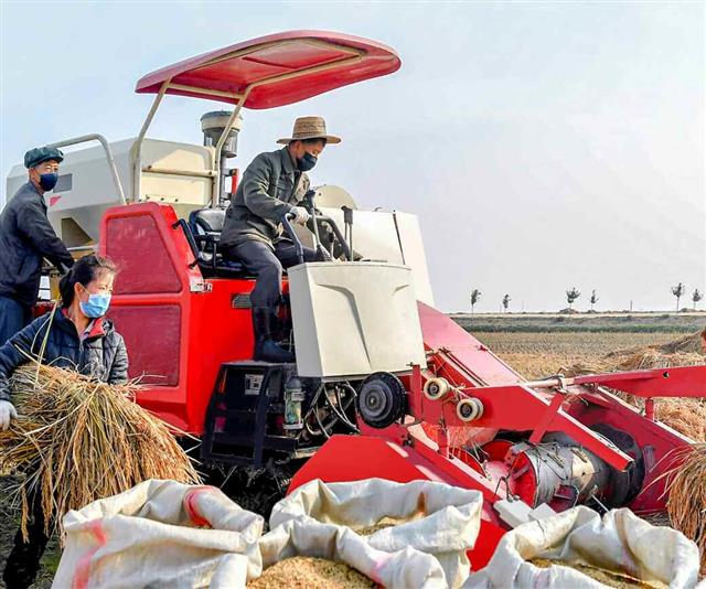 북한 노동당 기관지 노동신문은 21일 “농촌들에서 가을걷이와 낟알털기를 힘있게 다그치고 있다”라고 보도했다. 사진은 안악군 오국협동농장.  평양 노동신문 뉴스1
