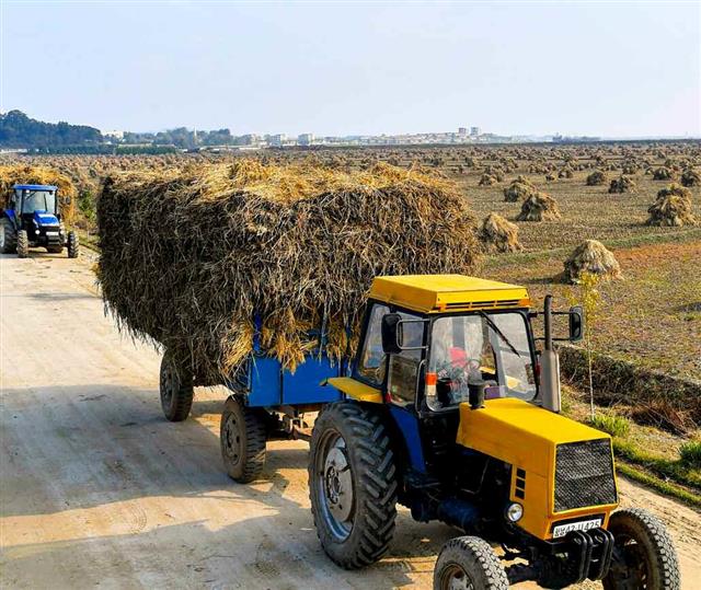 북한 노동당 기관지 노동신문은 21일 “농촌들에서 가을걷이와 낟알털기를 힘있게 다그치고 있다”라고 보도했다. 사진은 안악군 오국협동농장.  평양 노동신문 뉴스1
