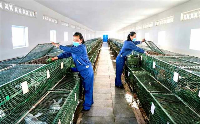 북한 태천청년토끼종축장…‘토끼 기르기 경쟁 고조’