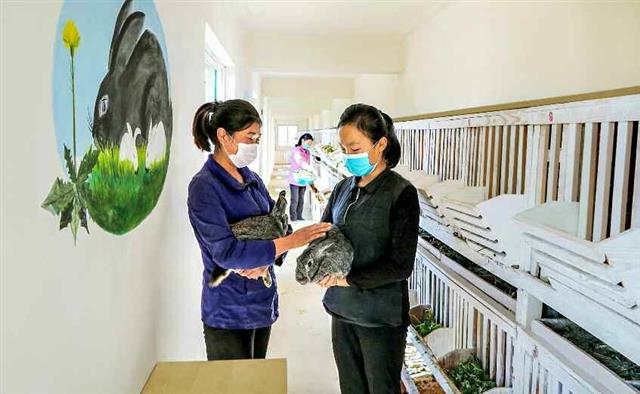 북한, 토끼 기르기 장려…“풀과 고기를 바꾸자”