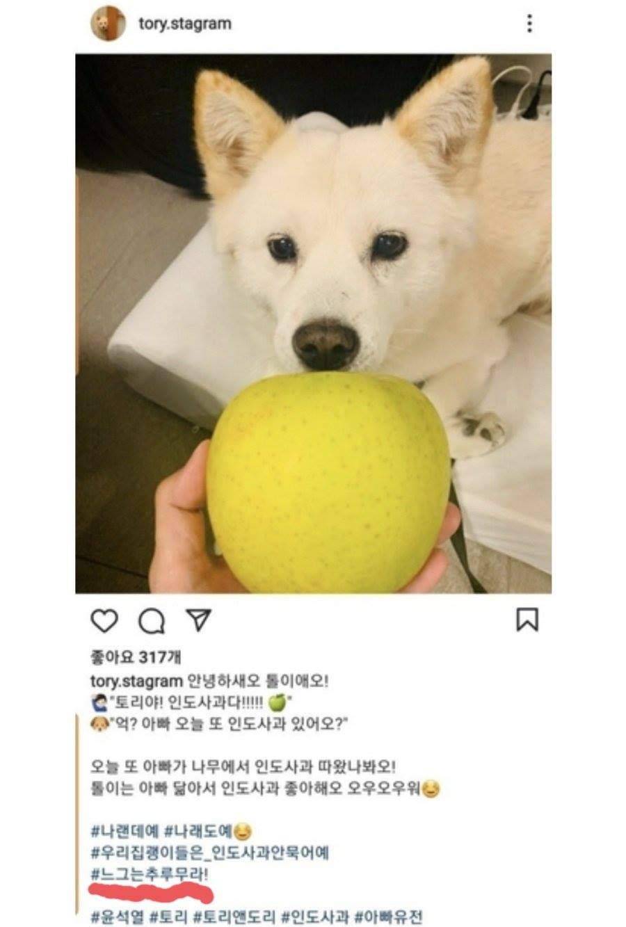 삭제된 윤석열 캠프의 인스타그램 계정 토리그램에서 올린 개에게 사과를 주는 사진과 글.