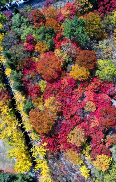 서리가 내리고 단풍이 절정에 이른다는 절기상 상강(霜降)을 하루 넘긴 24일 대구시 동구 팔공산 동화지구에 울긋불긋 물든 단풍이 가을 정취를 더하고 있다. 2021.10.24  연합뉴스