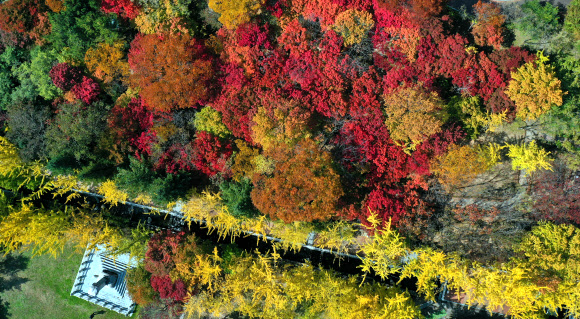 서리가 내리고 단풍이 절정에 이른다는 절기상 상강(霜降)을 하루 넘긴 24일 대구시 동구 팔공산 동화지구에 울긋불긋 물든 단풍이 가을 정취를 더하고 있다. 2021.10.24  연합뉴스