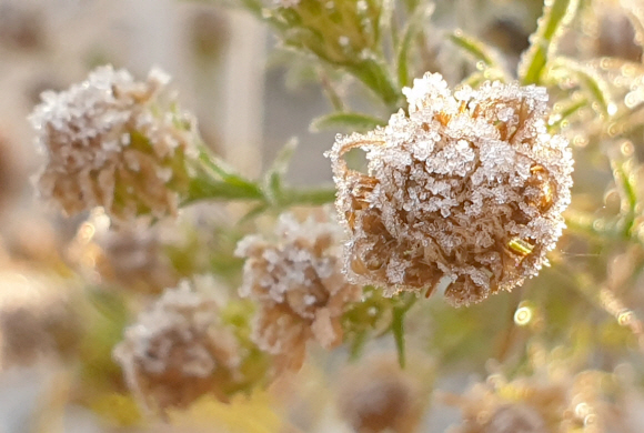 겨울 길목에 핀 서리꽃 
