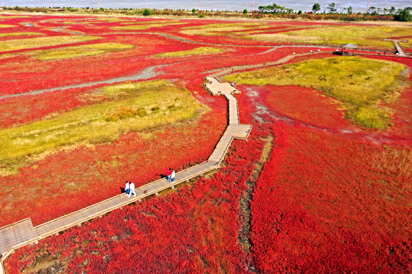 단풍빛으로 물든 갯벌