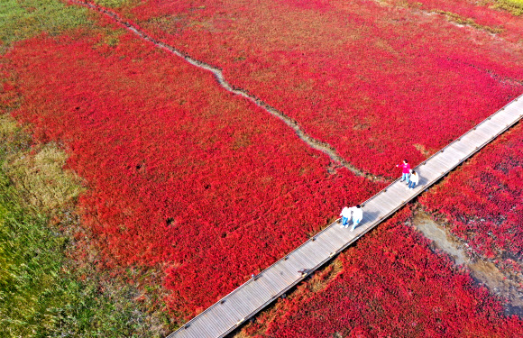 가을맞아 붉게 물든 갯벌