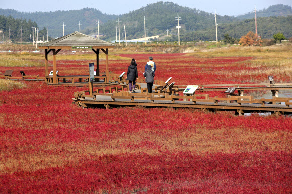 갯벌에 펼쳐진 단풍빛