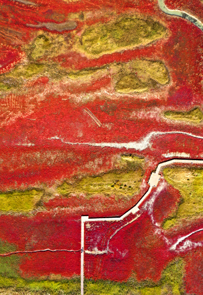 붉게 물든 갯벌