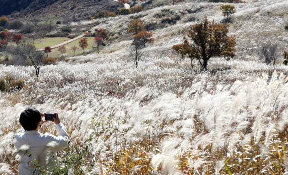 억새가 춤을 추네