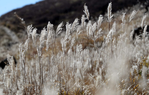 은빛 억새