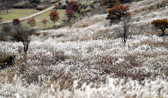 산청·합천 경계 황매산 억새 장관