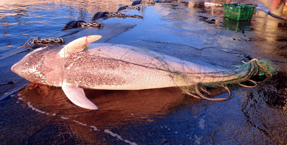 속초해경은 28일 오전 강원 고성군 아야진항 동방 약 7.4km 해상에서 A어선이 큰머리돌고래를 혼획해 신고했다고 밝혔다. 죽은 채 발견된 이 고래는 길이 2.7m, 둘레 152cm, 무게 약 100kg로 해양보호생물종은 아닌 것으로 확인됐다.  2021.10.28  속초해경 제공