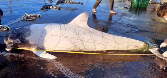 속초해경은 28일 오전 강원 고성군 아야진항 동방 약 7.4km 해상에서 A어선이 큰머리돌고래를 혼획해 신고했다고 밝혔다. 죽은 채 발견된 이 고래는 길이 2.7m, 둘레 152cm, 무게 약 100kg로 해양보호생물종은 아닌 것으로 확인됐다.  2021.10.28  속초해경 제공