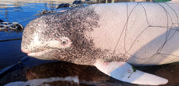 속초해경은 28일 오전 강원 고성군 아야진항 동방 약 7.4km 해상에서 A어선이 큰머리돌고래를 혼획해 신고했다고 밝혔다. 죽은 채 발견된 이 고래는 길이 2.7m, 둘레 152cm, 무게 약 100kg로 해양보호생물종은 아닌 것으로 확인됐다.  2021.10.28  속초해경 제공