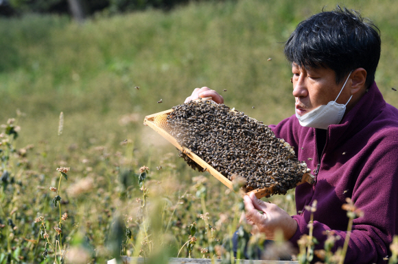 2021 대한민국 최고 농업기술명인으로 선정된 ‘청토청꿀’ 김대립 대표가 직접 가꾼 메밀밭에서 재래벌통을 살펴보고 있다.