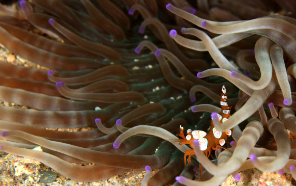 서귀포 섶섬 앞바다에 정착한 아열대종 ‘섹시 새우’