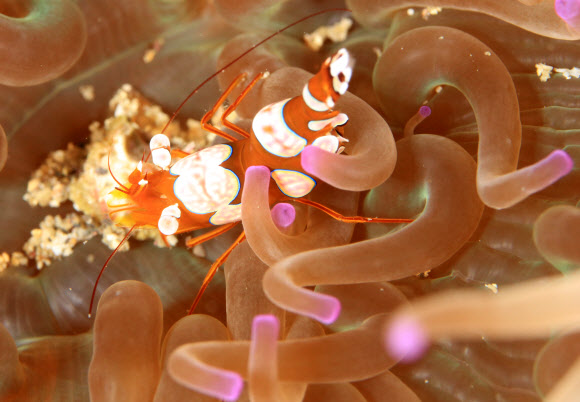 서귀포 섶섬 앞바다에 정착한 아열대종 ‘섹시 새우’