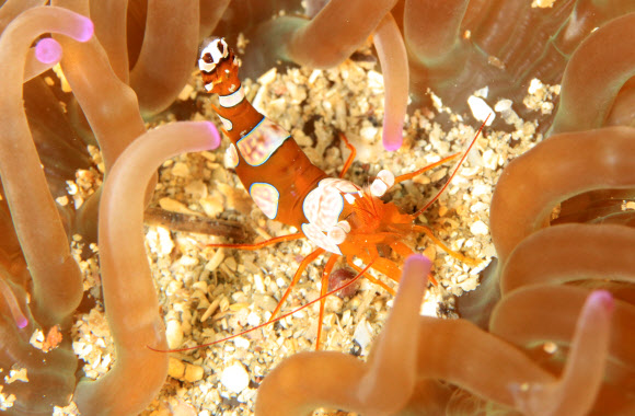 서귀포 섶섬 앞바다에 정착한 아열대종 ‘섹시 새우’