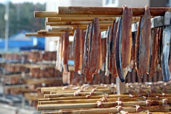 겨울 진미 과메기