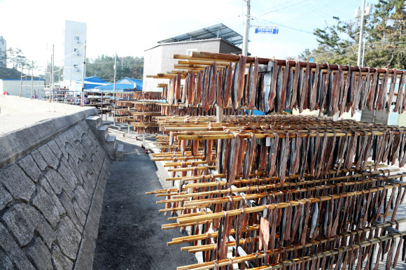 과메기가 익어가는 풍경