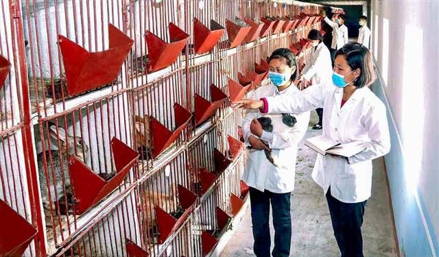 북한 노동당 기관지 노동신문은 9일 “토끼기르기 운동을 활발히 벌여나가고 있다”면서 토끼를 기르고 있는 성간군 성간기술고급중학교의 사진을 실었다. 식량문제 해결에 나선 북한은 토끼를 비롯한 집짐승(가축) 기르기를 적극 권장하고 있다. 평양 노동신문 뉴스1