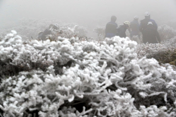 제주도 산지에 올해 첫눈이 내린 9일 오전 제주 한라산국립공원 영실 탐방로 선작지왓에서 공원 관계자들이 생물종 다양성 회복을 위한 조릿대 제어작업을 하고 있다. 2021.11.9  연합뉴스