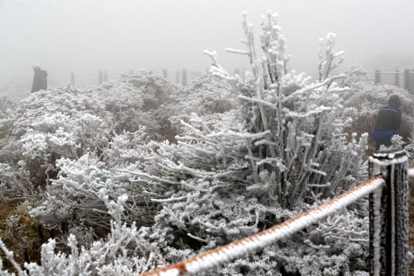 제주도 산지에 올해 첫눈이 내린 9일 오전 제주 한라산국립공원 영실 탐방로 선작지왓에서 공원 관계자들이 생물종 다양성 회복을 위한 조릿대 제어(제거)작업을 하고 있다. 2021.11.9  연합뉴스