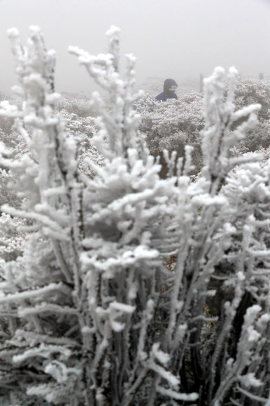 제주도 산지에 올해 첫눈이 내린 9일 오전 제주 한라산국립공원 영실 탐방로 선작지왓에서 공원 관계자들이 생물종 다양성 회복을 위한 조릿대 제어(제거)작업을 하고 있다. 2021.11.9  연합뉴스