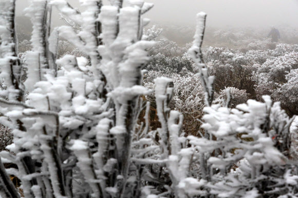 제주도 산지에 올해 첫눈이 내린 9일 오전 제주 한라산국립공원 영실 탐방로 선작지왓에서 공원 관계자들이 생물종 다양성 회복을 위한 조릿대 제어(제거)작업을 하고 있다. 2021.11.9  연합뉴스
