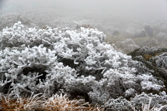 제주도 산지에 올해 첫눈이 내린 9일 오전 제주 한라산국립공원 영실 탐방로 선작지왓에서 공원 관계자들이 생물종 다양성 회복을 위한 조릿대 제어(제거)작업을 하고 있다. 2021.11.9 연합뉴스