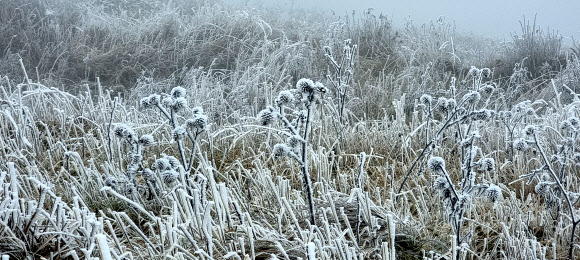 9일 전북 무주군 설천면 덕유산 국립공원에 내린 첫눈이 쌓여 있다. 2021.11.9  덕유산국립공원사무소 제공