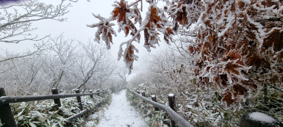 9일 전북 무주군 설천면 덕유산 국립공원에 내린 첫눈이 쌓여 있다. 2021.11.9  덕유산국립공원사무소 제공