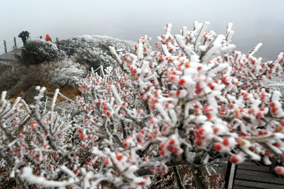 제주도 산지에 올해 첫눈이 내린 9일 오전 제주 한라산국립공원 영실 탐방로를 찾은 등반객들이 겨울 정취를 만끽하고 있다. 2021.11.9  연합뉴스