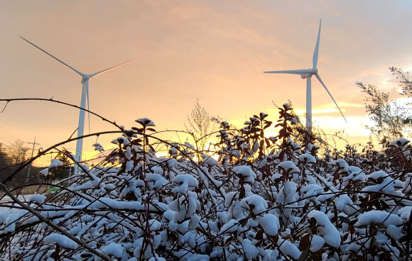 첫눈 쌓인 대관령