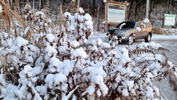대관령 첫눈…차량은 조심조심