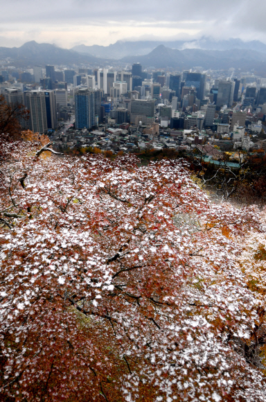 서울에 첫눈이 내린10일 서울 남산일대에 눈이 내리고 있다. 2021.11.10 박지환기자 popocar@seoul.co.kr